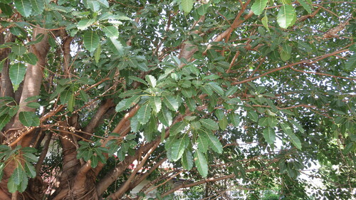 Ficus subpisocarpa
