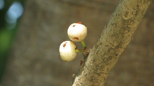 Ficus subpisocarpa
