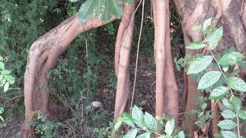 Ficus subpisocarpa