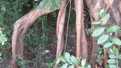 Ficus sycomorus