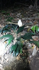 Spathiphyllum wallisii