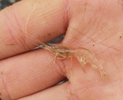 Palaemon tonkinensis