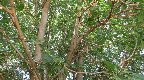 Ficus subpisocarpa