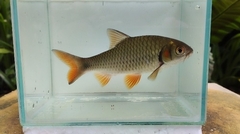 Systomus orphoides