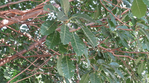 Ficus subpisocarpa