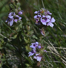 Euphrasia lasianthera