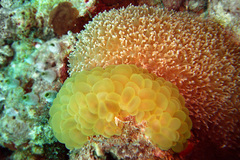 Physogyra lichtensteini