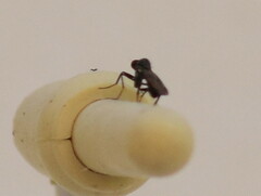 Mythicomyiidae