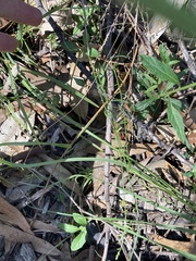 Stackhousia muricata