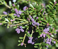 Podocarpus lawrencei