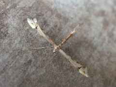 Amblyptilia