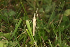 Orocrambus