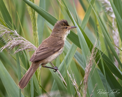 Acrocephalus australis australis