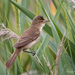 Acrocephalus australis australis - Photo (c) rodgerp, alguns direitos reservados (CC BY-NC)