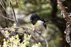 Petroica macrocephala