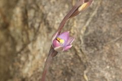Thelymitra hatchii