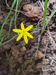 Tricoryne