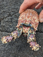 Panulirus penicillatus