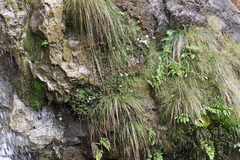 Celmisia bellidioides