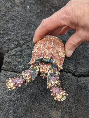 Panulirus penicillatus