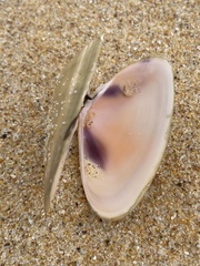 Latona deltoides