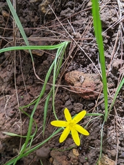 Tricoryne