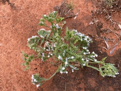 Limonium lobatum