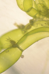 Chara protocharoides