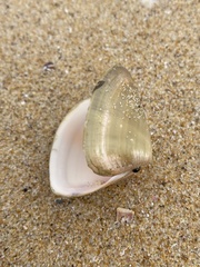 Latona deltoides