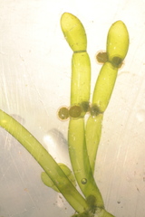 Chara protocharoides