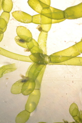 Chara protocharoides