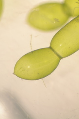 Chara protocharoides