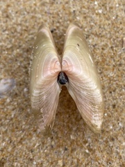 Latona deltoides