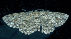 Ectropis bispinaria