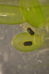 Chara protocharoides