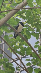 Gracupica floweri