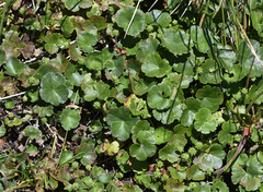 Hydrocotyle algida