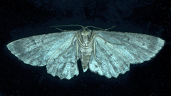 Ectropis bispinaria