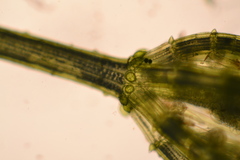 Chara globularis