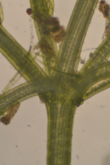 Chara globularis