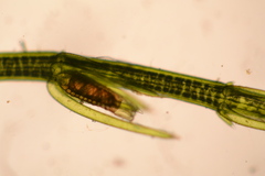 Chara globularis