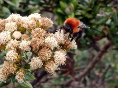 Bombus rubicundus