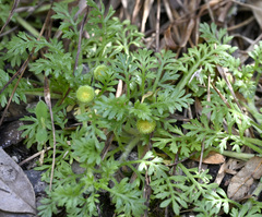 Leptinella filicula