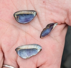 Monetaria caputophidii