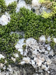 Orthotrichum diaphanum