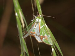 Chlorodes boisduvalaria