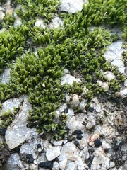Orthotrichum diaphanum