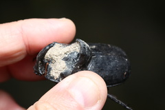 Trichogomphus mongol