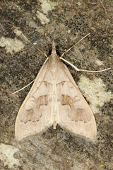 Mecyna asinalis