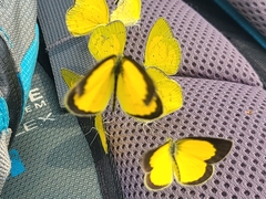 Eurema brigitta